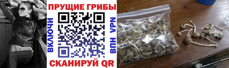 кракен ONION  Губкин  Псилоцибиновые грибы Psilocybe 